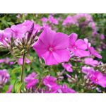 Zdjęcia użytkowników Samsung Galaxy Note 9 Dual SIM