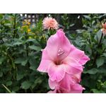 Zdjęcia użytkowników Samsung Galaxy Note 9 Dual SIM