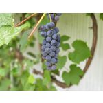 Zdjęcia użytkowników Samsung Galaxy Note 9 Dual SIM