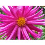 Zdjęcia użytkowników Samsung Galaxy Note 9 Dual SIM