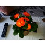 Zdjęcia użytkowników Samsung Galaxy S II Plus