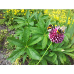 Zdjęcia użytkowników Samsung Galaxy S II