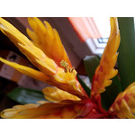 Zdjęcia użytkowników Samsung Galaxy S II