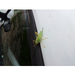 Zdjęcia użytkowników Samsung Galaxy S II