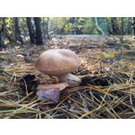 Zdjęcia użytkowników Samsung Galaxy S II