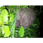 Zdjęcia użytkowników Samsung Galaxy S II