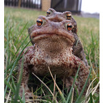 Zdjęcia użytkowników Samsung Galaxy S II