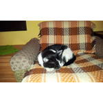 Zdjęcia użytkowników Samsung Galaxy S II