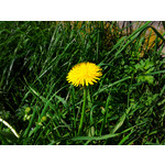 Zdjęcia użytkowników Samsung Galaxy S II