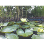 Zdjęcia użytkowników Samsung Galaxy S II