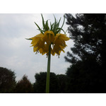 Zdjęcia użytkowników Samsung Galaxy S II