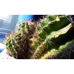 Zdjęcia użytkowników Samsung Galaxy S II