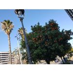 Zdjęcia użytkowników Samsung Galaxy S10+ Dual SIM