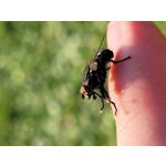 Zdjęcia użytkowników Samsung Galaxy S20 FE 5G