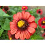 Zdjęcia użytkowników Samsung Galaxy S20 FE 5G