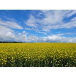 Zdjęcia użytkowników Samsung Galaxy S20 FE 5G