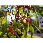 Zdjęcia użytkowników Samsung Galaxy S20 FE 5G