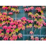 Zdjęcia użytkowników Samsung Galaxy S20 FE 5G