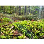 Zdjęcia użytkowników Samsung Galaxy S20 FE 5G