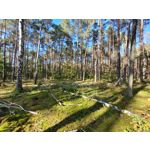 Zdjęcia użytkowników Samsung Galaxy S20 FE 5G