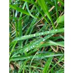 Zdjęcia użytkowników Samsung Galaxy S20 FE 5G