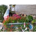 Zdjęcia użytkowników Samsung Galaxy S20 FE 5G