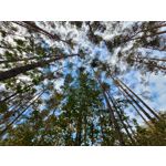 Zdjęcia użytkowników Samsung Galaxy S20 FE 5G