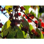 Zdjęcia użytkowników Samsung Galaxy S20 FE 5G