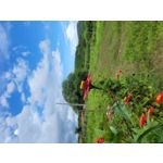 Zdjęcia użytkowników Samsung Galaxy S20 FE 5G