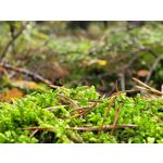 Zdjęcia użytkowników Samsung Galaxy S20 FE 5G