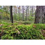 Zdjęcia użytkowników Samsung Galaxy S20 FE 5G