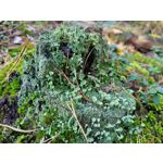 Zdjęcia użytkowników Samsung Galaxy S20 FE 5G