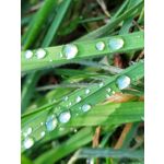 Zdjęcia użytkowników Samsung Galaxy S20 FE 5G