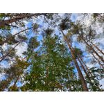 Zdjęcia użytkowników Samsung Galaxy S20 FE 5G