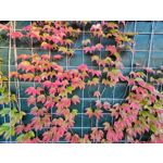 Zdjęcia użytkowników Samsung Galaxy S20 FE 5G