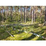 Zdjęcia użytkowników Samsung Galaxy S20 FE 5G