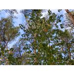 Zdjęcia użytkowników Samsung Galaxy S20 FE 5G