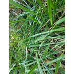 Zdjęcia użytkowników Samsung Galaxy S20 FE 5G