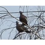 Zdjęcia użytkowników Samsung Galaxy S20 Ultra 5G Dual SIM Zdjęcia użytkowników Samsung Galaxy S20 Ultra 5G Dual SIM