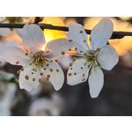 Zdjęcia użytkowników Samsung Galaxy S20 Ultra 5G Dual SIM Zdjęcia użytkowników Samsung Galaxy S20 Ultra 5G Dual SIM