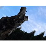 Zdjęcia użytkowników Samsung Galaxy S20 Ultra 5G Dual SIM Zdjęcia użytkowników Samsung Galaxy S20 Ultra 5G Dual SIM