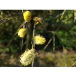 Zdjęcia użytkowników Samsung Galaxy S20 Ultra 5G Dual SIM Zdjęcia użytkowników Samsung Galaxy S20 Ultra 5G Dual SIM