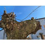 Zdjęcia użytkowników Samsung Galaxy S20 Ultra 5G Dual SIM Zdjęcia użytkowników Samsung Galaxy S20 Ultra 5G Dual SIM