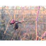 Zdjęcia użytkowników Samsung Galaxy S20 Ultra 5G Dual SIM Zdjęcia użytkowników Samsung Galaxy S20 Ultra 5G Dual SIM