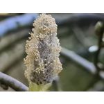 Zdjęcia użytkowników Samsung Galaxy S20 Ultra 5G Dual SIM Zdjęcia użytkowników Samsung Galaxy S20 Ultra 5G Dual SIM