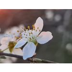 Zdjęcia użytkowników Samsung Galaxy S20 Ultra 5G
