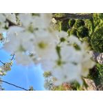 Zdjęcia użytkowników Samsung Galaxy S20 Zdjęcia użytkowników Samsung Galaxy S20