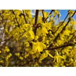 Zdjęcia użytkowników Samsung Galaxy S20+ 5G Dual SIM