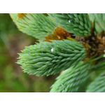 Zdjęcia użytkowników Samsung Galaxy S20+