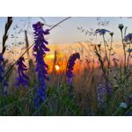 Zdjęcia użytkowników Samsung Galaxy S20+